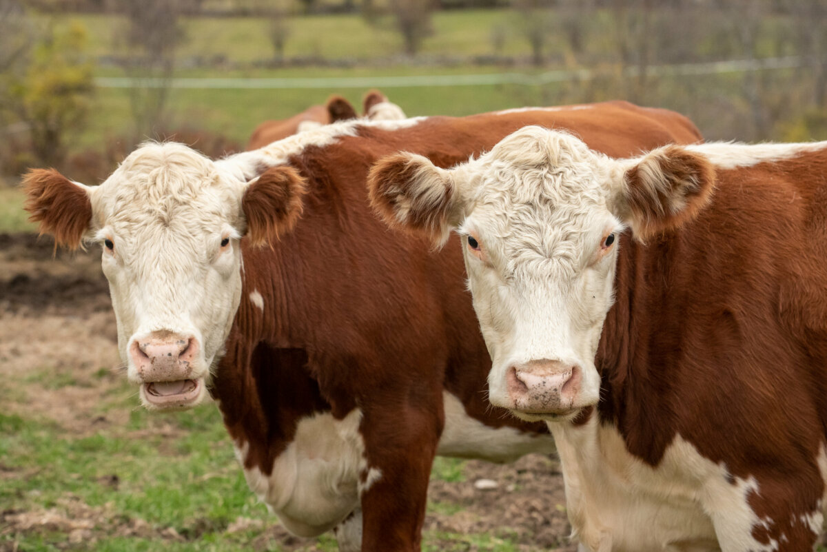 Two brown cows