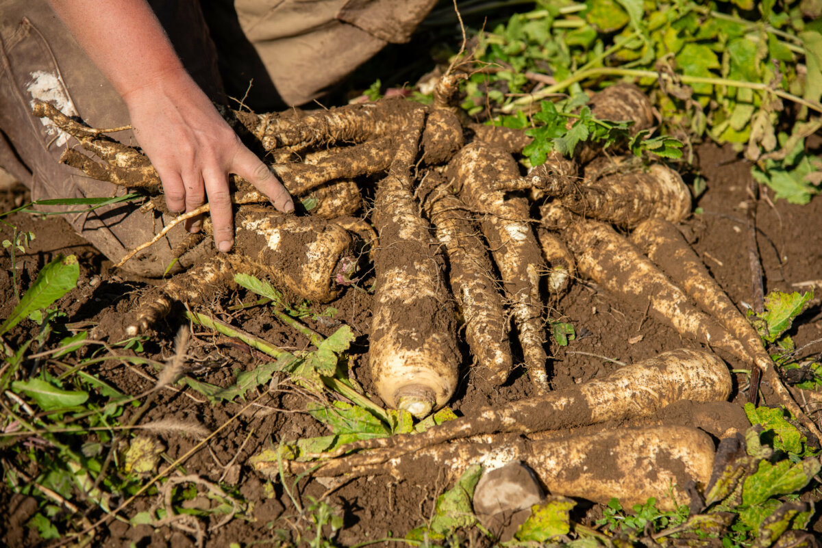 Closeup of parsnip root being harvested from ground