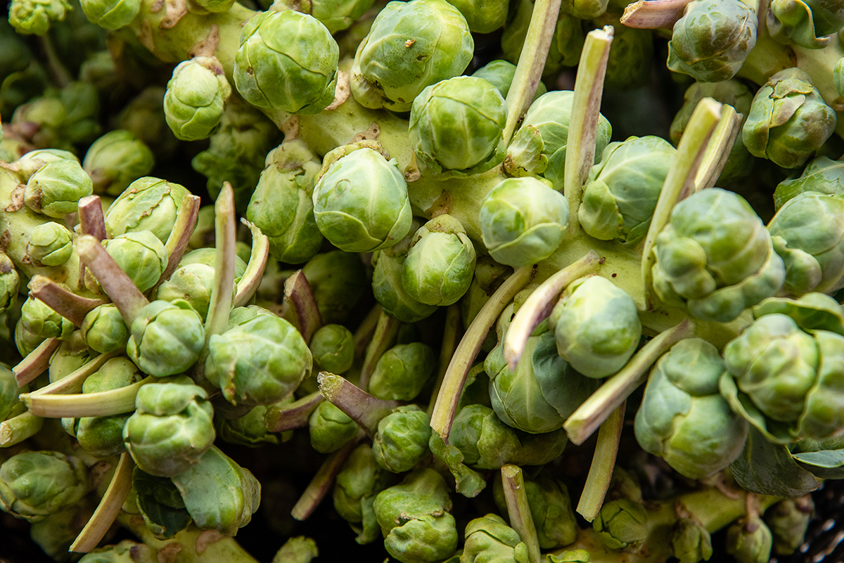 Closeup of brussels sprouts plant
