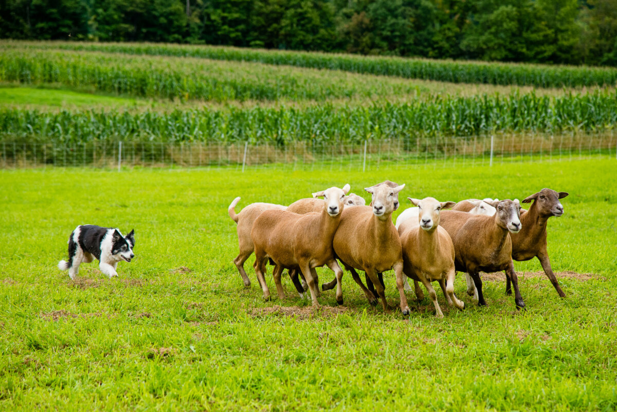 A dog chases and herds small group of sheep