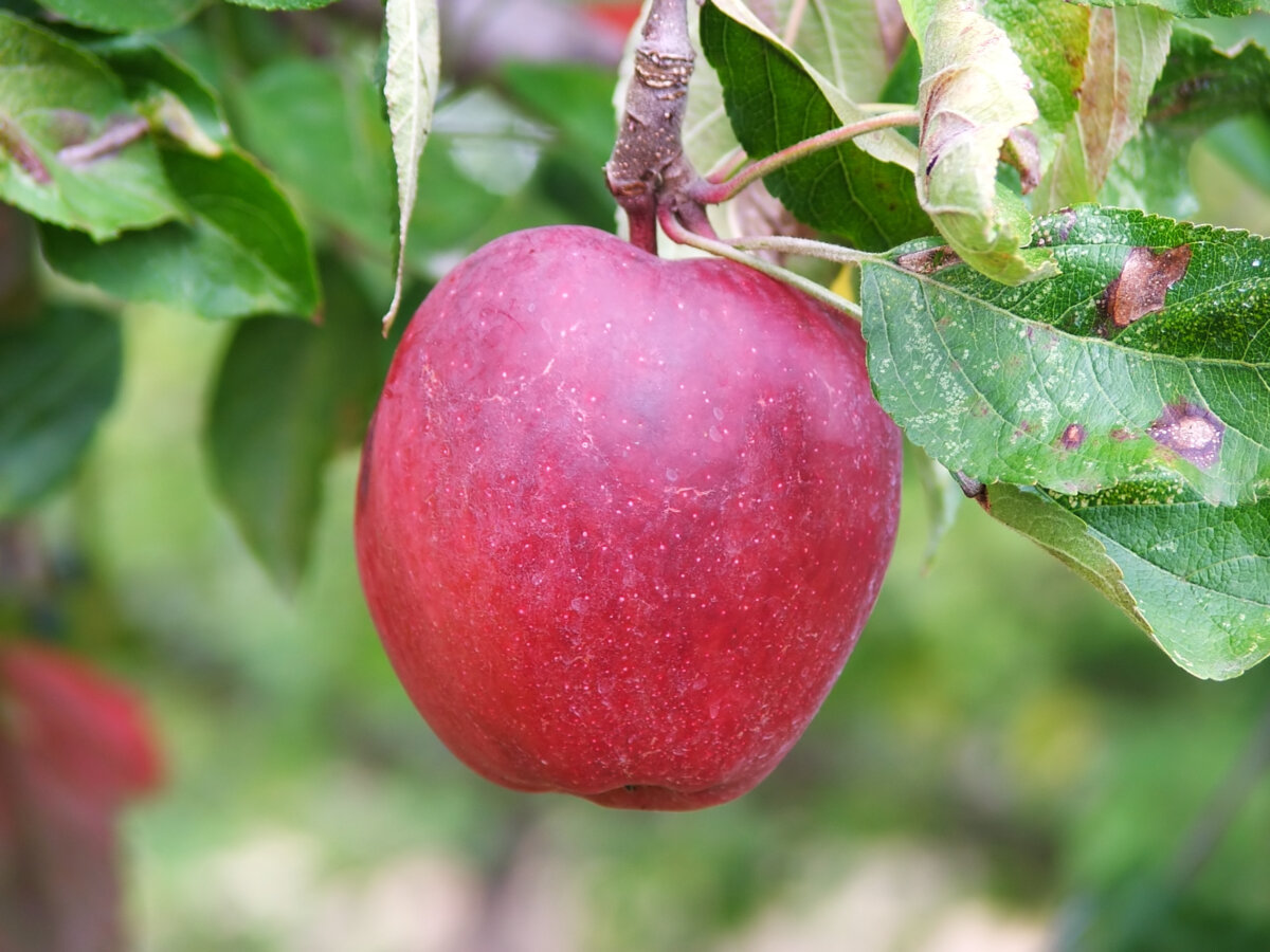 A red apple hangs from tree branch